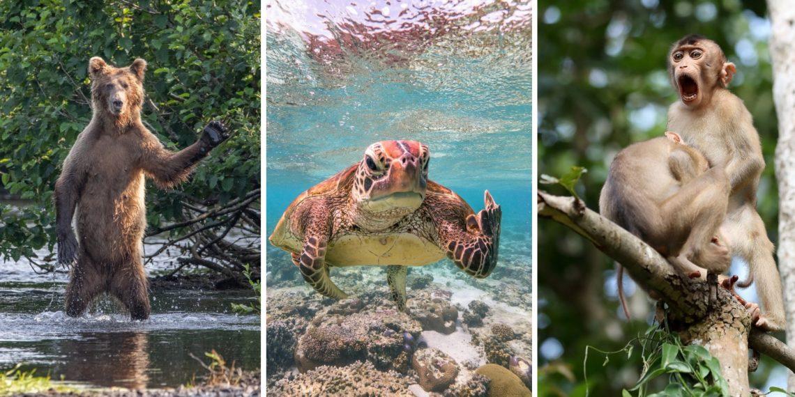 20 снимков с премии Комедийных фото дикой природы