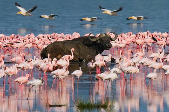 В национальный парк Кении вернулись розовые фламинго – первый раз за последние 8 лет