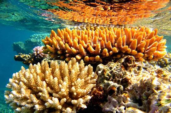 Большому Барьерному Рифу Австралии грозит исчезновение