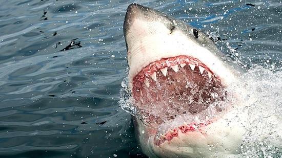 Нападение акулы на украинцев – подробности трагедии от туроператора