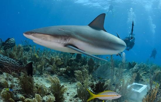 Французская туристка была убита Карибской акулой