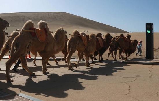 В КНР установили светофор для верблюдов