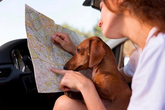 Советы по путешествию с домашним животным