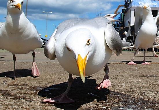 Птицы приостановили работу аэропорта в Венеции